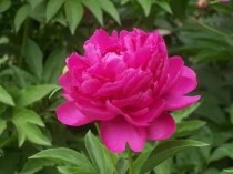 世界排名前十的花世界花排名最受欢迎