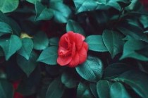 世界主播排行，世界主播玩家排名前十