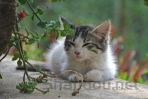 小猫呕吐物白色透明液体，为何会这样？要怎么调理？