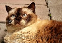 全世界最好看的猫coby，世界前十好看的猫种