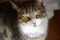 小猫最近拉屎带血是什么原因导致的？小猫最近拉屎带血该怎么处理？