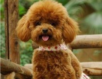 世界巅峰人类排名前十（人类巅峰年龄是多少岁）