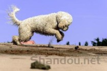 狗狗喝水多尿多是什么情况？狗狗喝水多尿多要怎么应对？