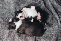 猫咪狗喘是什么情况？要怎么应对？