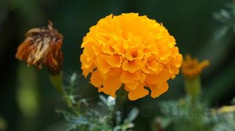 狗狗吐白沫拉肚子是什么缘故?该怎么处理才对?