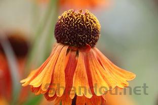 中国通信排行榜,中国最牛通信兵图片