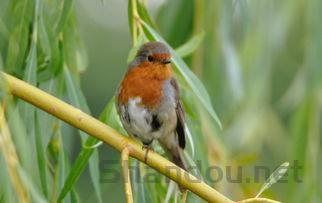 理解世界杯排名,世界杯满意度排名榜前十