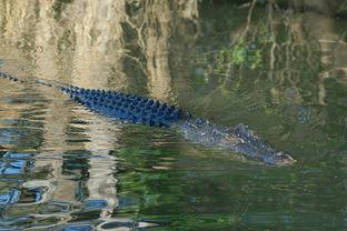 猫左眼红肿有红色粘稠的分泌物怎么办?