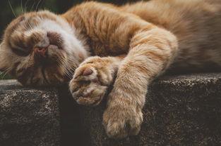 世界上最凶甲虫是谁,世界上最凶甲虫