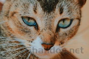 猫咪偶有挤眼睛,流泪是怎么回事?该怎么处理?