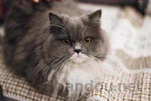 世界上最恐惧的猫咪,世界上最恐惧的猫