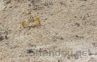 全国哪的小龙虾最有名,中国最牛小龙虾在哪买