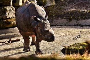 狗狗呼吸急促 一直甩头的缘由何在?该咋办?