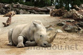 狗狗乳房变大的缘由何在?狗狗乳房变大该如何解决?