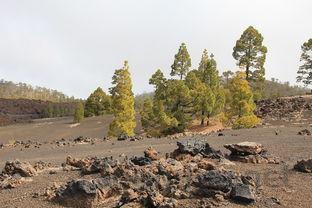 猫咪呼吸很急促是什么引起的?猫咪呼吸很急促怎么办?