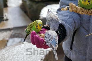 猫咪吐黄水带沫沫,拉稀,不吃不喝怎么办?