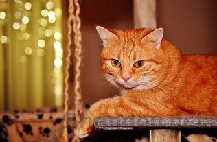 猫咪绝育手术后呕吐是何原因?该怎么解决?