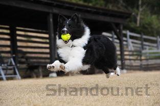 猫耳螨使用滴耳液后红肿是啥情况?该怎么解决?