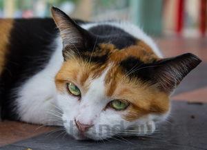 猫咪右眼的内眼睑外露是何原因?有什么办法恢复?