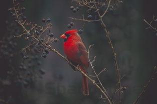 猫咪经常打喷嚏出来黄绿液体要怎么改善?