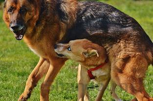 狗狗肛门肿大流褐色分泌物是咋回事?该怎么处理才对?