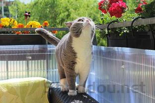 猫猫右眼一直会流泪是何原因?猫猫右眼一直会流泪该怎么解决?