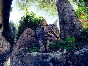 狗狗核酸查出支原体病毒阳性的缘由何在?该怎么办?