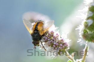 世界上最古怪的人类,世界上最古怪的昆虫