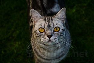 全世界最好看的猫coby,世界前十好看的猫种