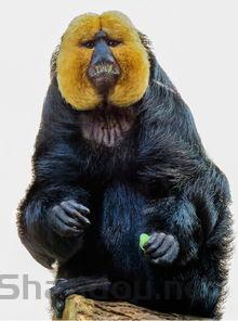 猫咪吃了鱼油后呼吸有异响伴随吞咽有什么办法恢复?