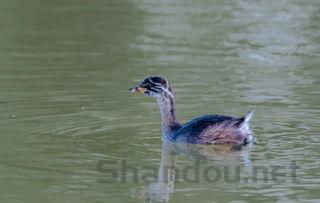 猫咪吃了鱼油后呼吸有异响伴随吞咽有什么办法恢复?