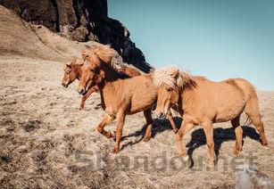 猫咪眼角总分泌出白色细条状物要怎么弄?