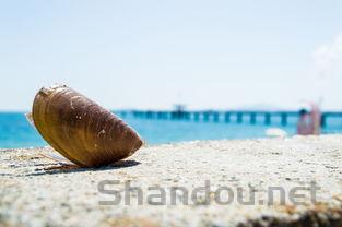 狗狗呕吐物外面的透明液体微泛红,为何会这样?该怎么办?