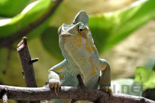 狗狗呼吸急促规律性痉挛轻微抽搐,为何会这样?要吃药吗?