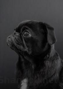 猫咪乳房周围有疙瘩是怎么回事?猫咪乳房周围有疙瘩该用什么办法?