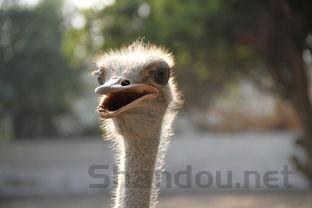 世界名曲经典大全,世界名曲经典前十完整版