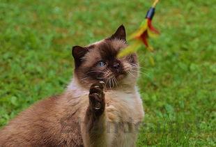 猫咪眼睛肿眼睛流血流分泌物有什么办法恢复?