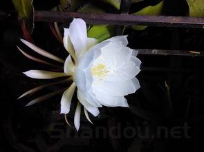 狗狗呕吐反流大便正常贲门红肿是什么缘故?该如何解决?