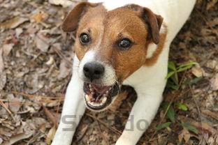 狗狗脸周围长癣是咋回事?狗狗脸周围长癣要吃药吗?