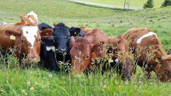 世界上最牛的昆虫,世上最强的昆虫的排行榜