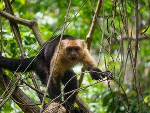 中国认可最老的保护动物有哪些,中国认可最老的保护动物