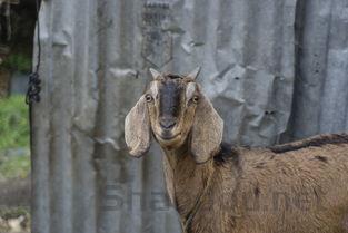 世界上最奇的山羊图片,世界上最奇的山羊