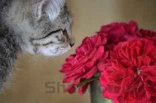 猫咪呼吸频率稍快是什么原因导致的?猫咪呼吸频率稍快该如何是好?