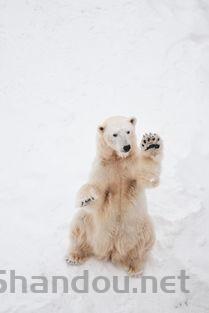 狗狗像是有东西吐不出来的缘由何在?要如何应对?