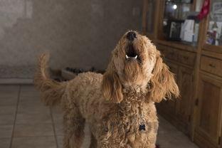 猫咪呕吐软便是啥缘故?猫咪呕吐软便该怎么解决?