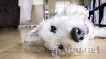 猫咪食欲减退发烧是啥情况?猫咪食欲减退发烧该如何是好?