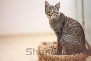 猫咪食欲减退发烧是啥情况?猫咪食欲减退发烧该如何是好?