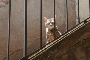 猫咪五处地方脱毛有挠破的现象该如何是好?