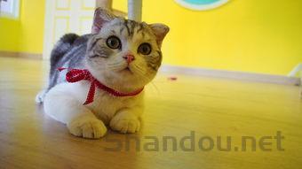 猫咪五处地方脱毛有挠破的现象该如何是好?