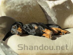 狗狗肚子抽搐是什么缘故?狗狗肚子抽搐要如何应对?